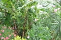 grenada, caribbean, west indie-114